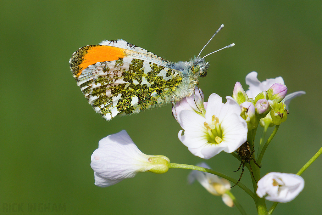 Orange-tip Butterfly | Male