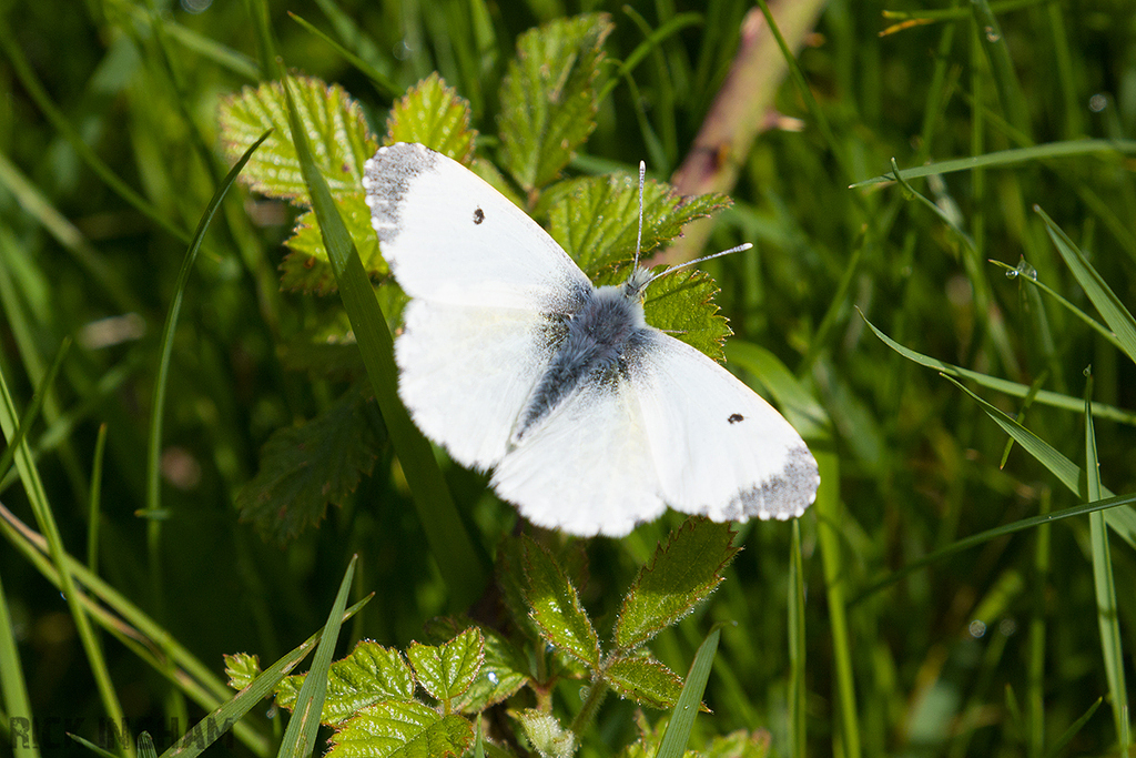 Orange-tip Butterfly | Female