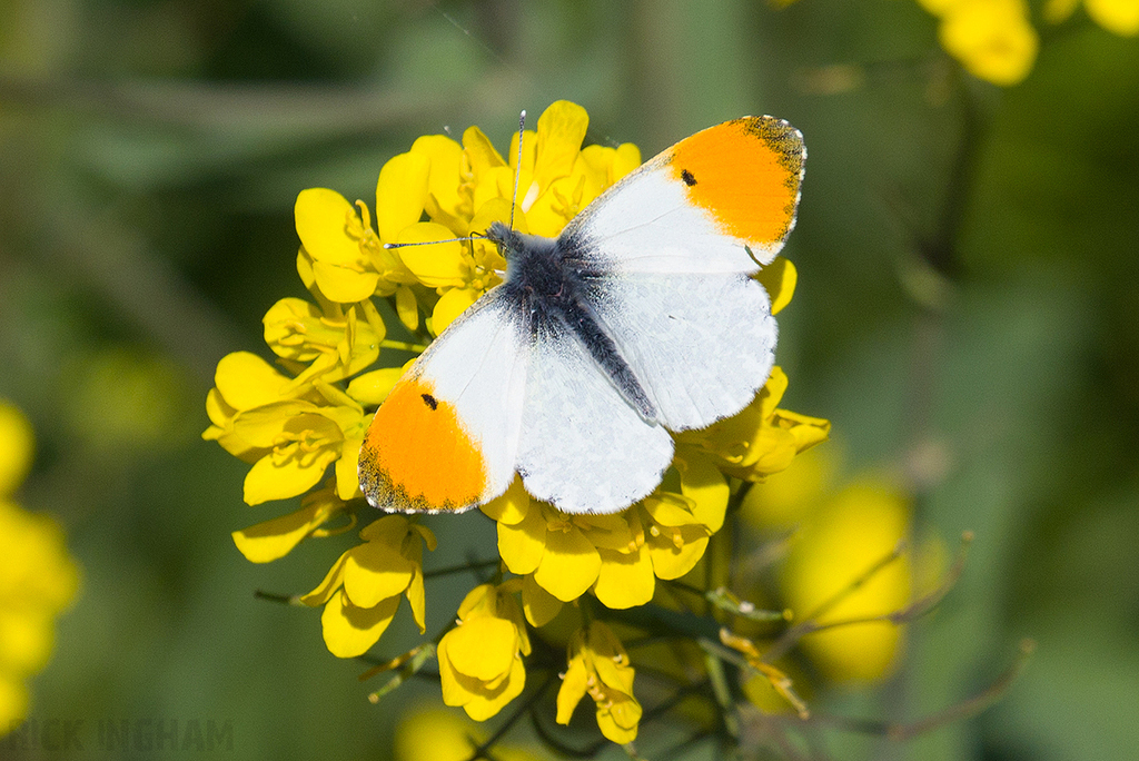 Orange-tip Butterfly