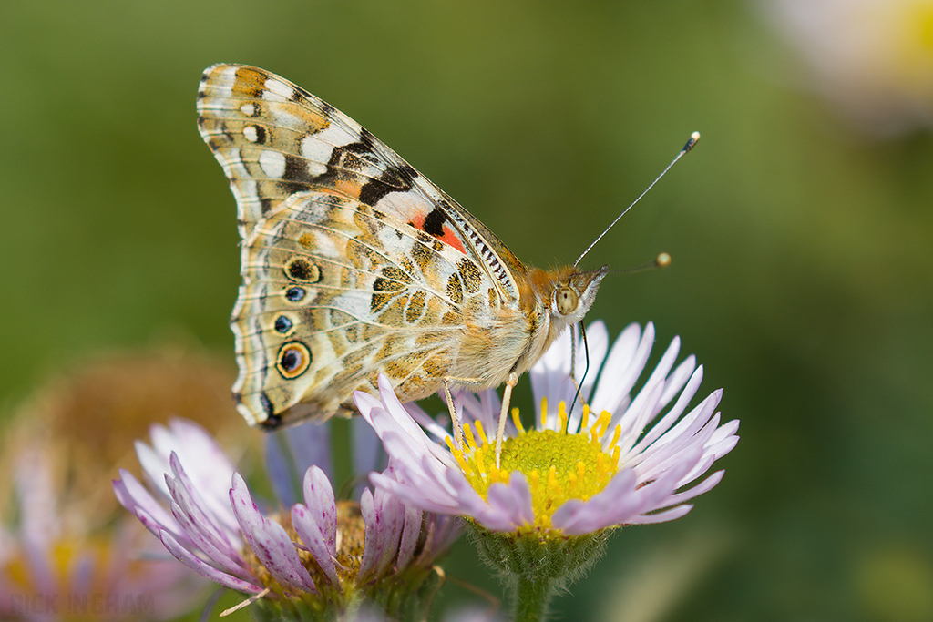 Painted Lady Butterfly