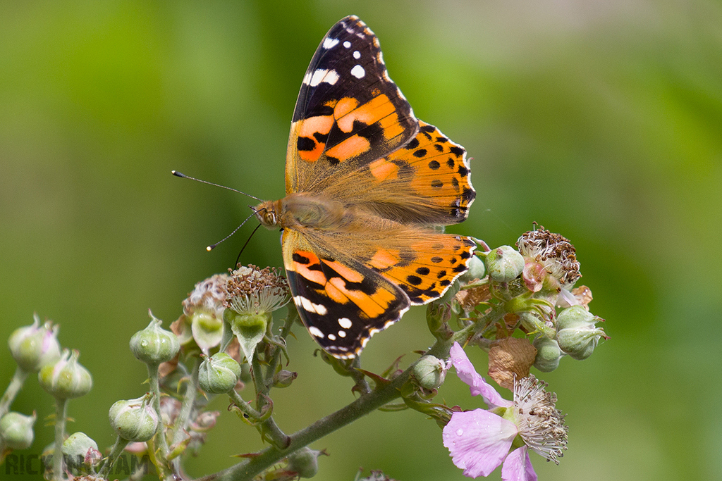 Painted Lady Butterfly