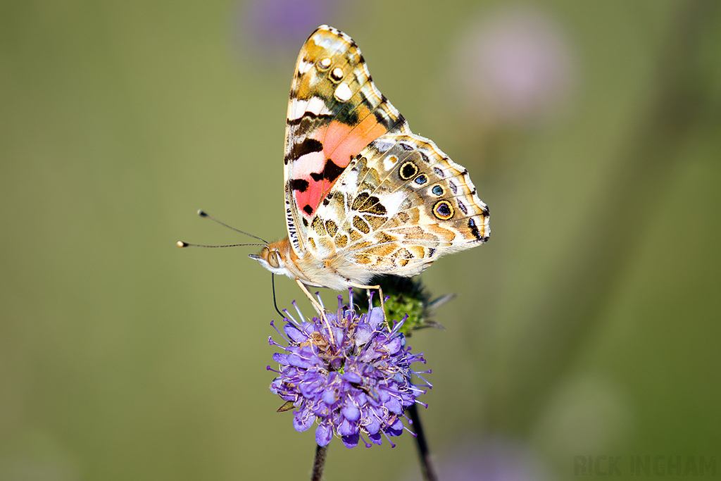 Painted Lady Butterfly