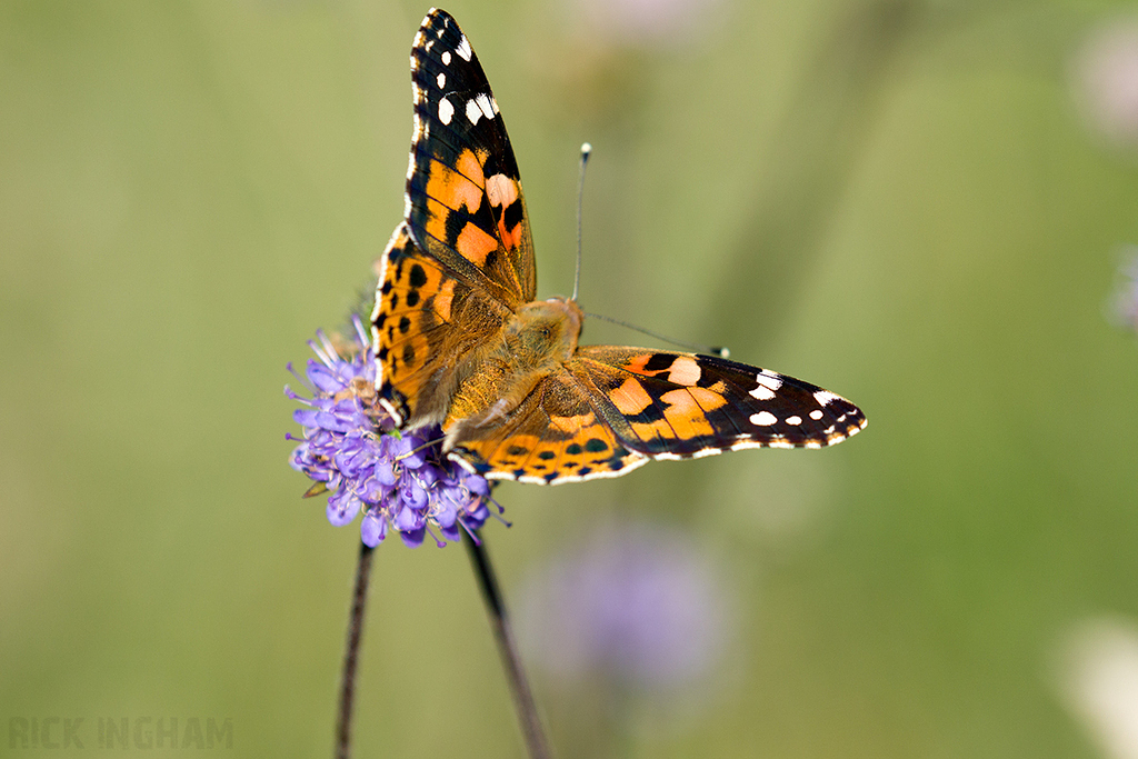 Painted Lady Butterfly