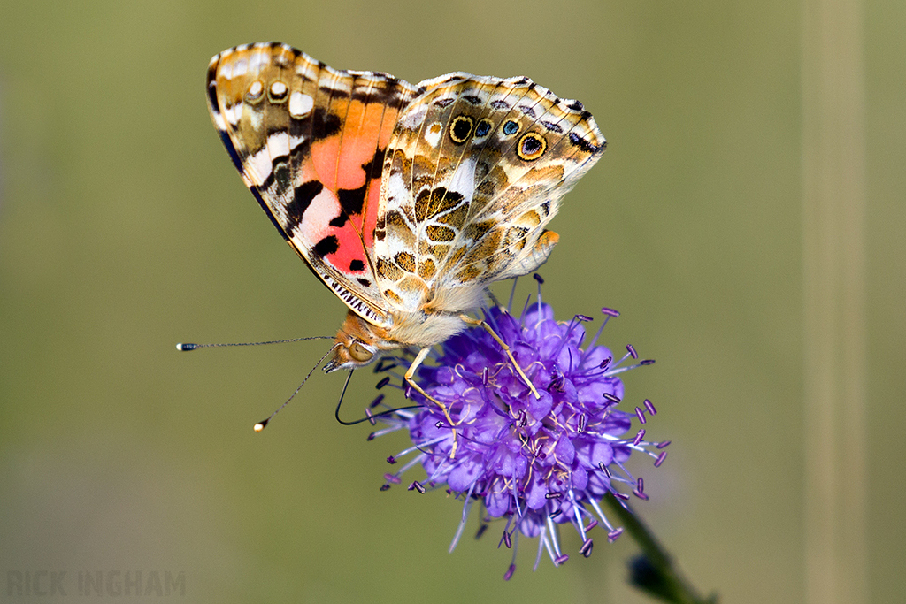 Painted Lady Butterfly