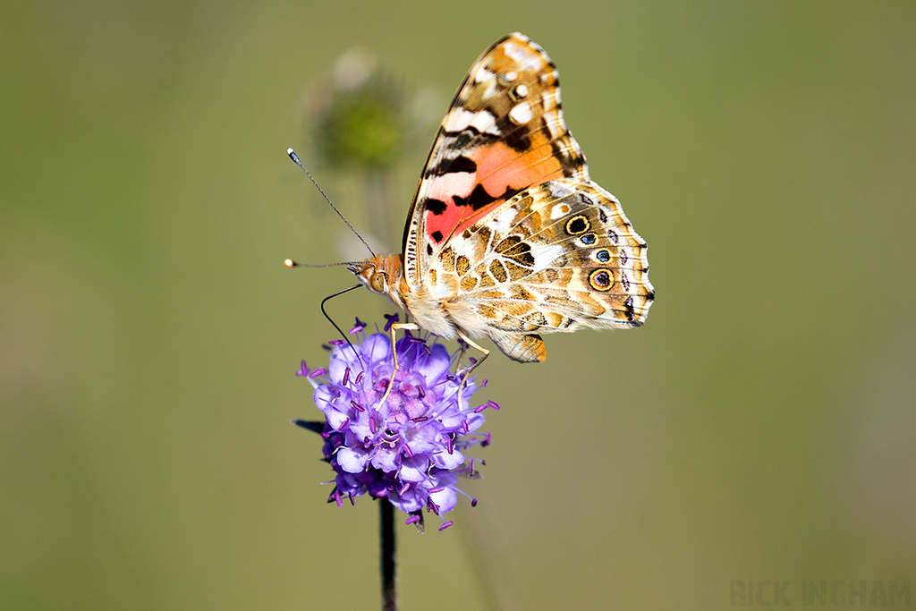 Painted Lady Butterfly