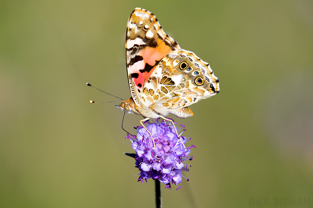 Painted Lady Butterfly