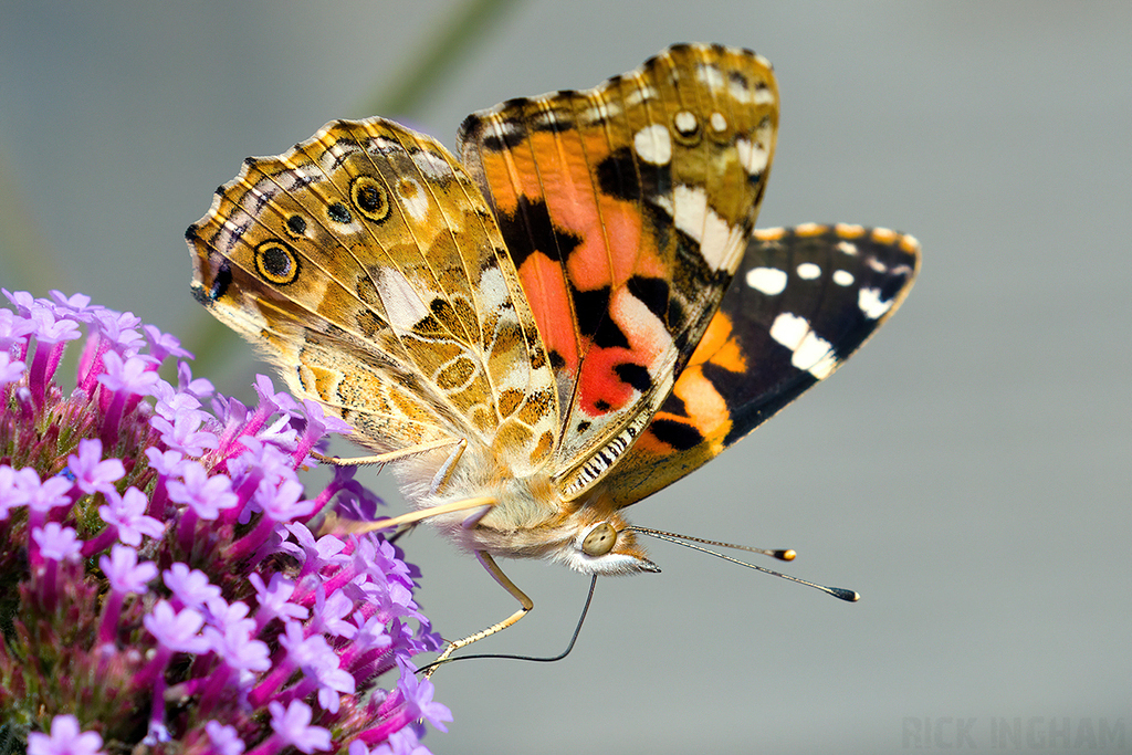 Painted Lady Butterfly