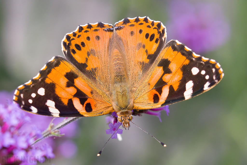 Painted Lady Butterfly