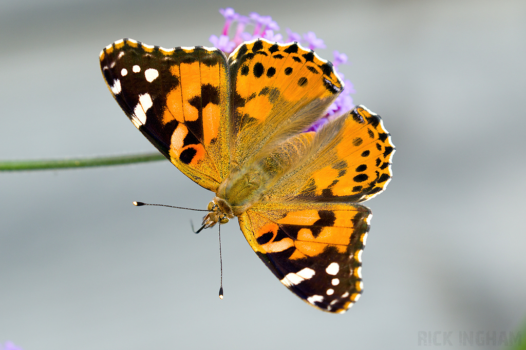 Painted Lady Butterfly