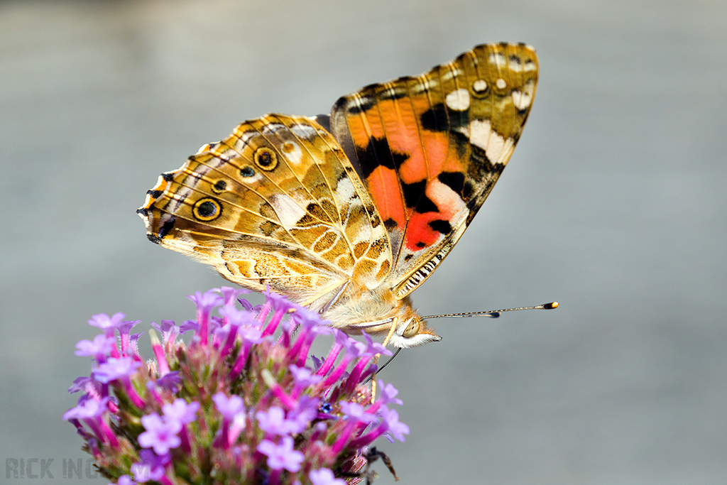 Painted Lady Butterfly