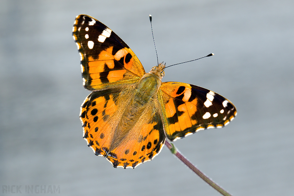 Painted Lady Butterfly