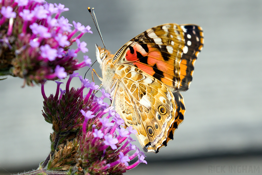 Painted Lady Butterfly