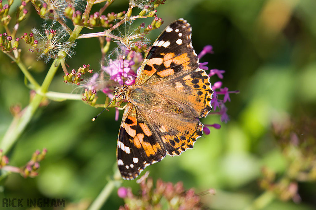 Painted Lady Butterfly