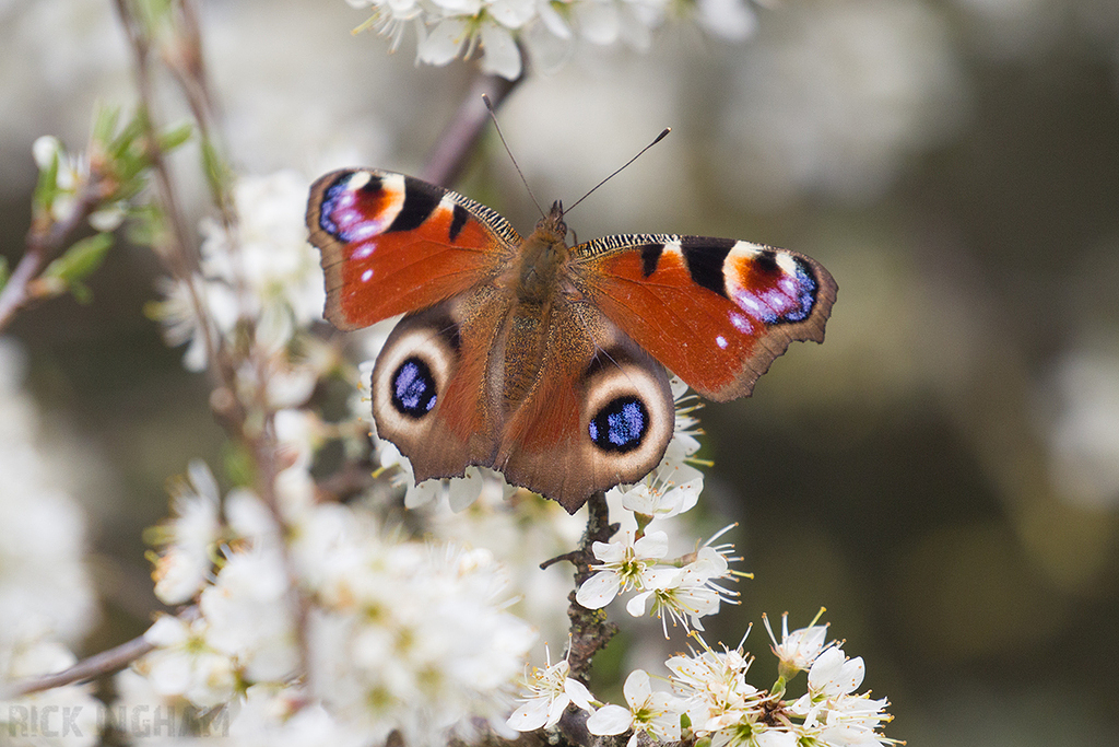 Peacock Butterfly