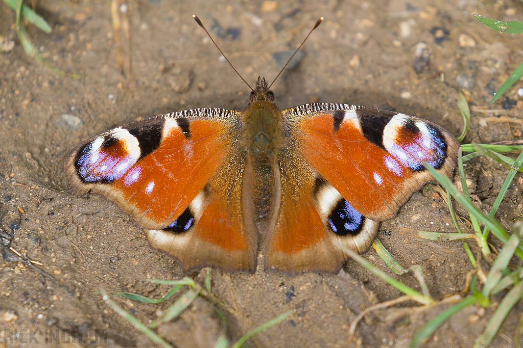 Peacock Butterfly