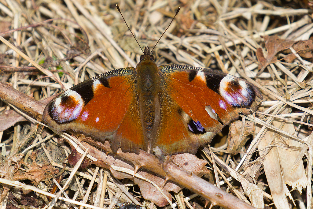 Peacock Butterfly