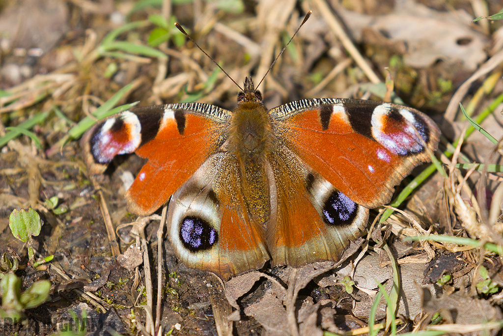 Peacock Butterfly