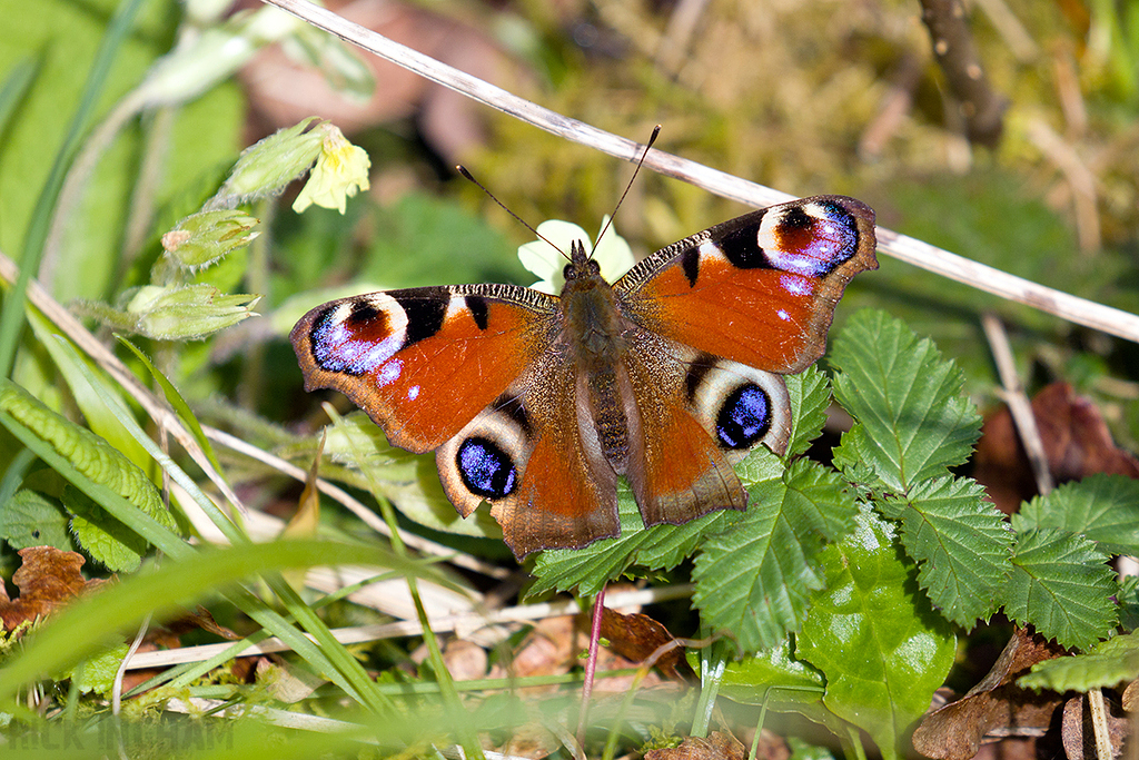 Peacock Butterfly