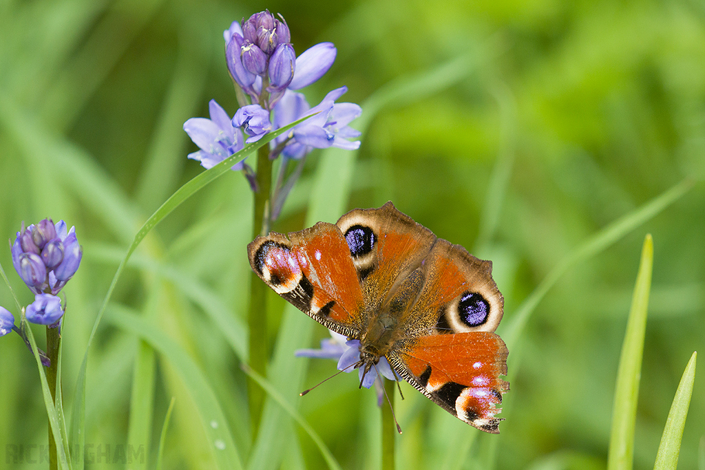 Peacock Butterfly