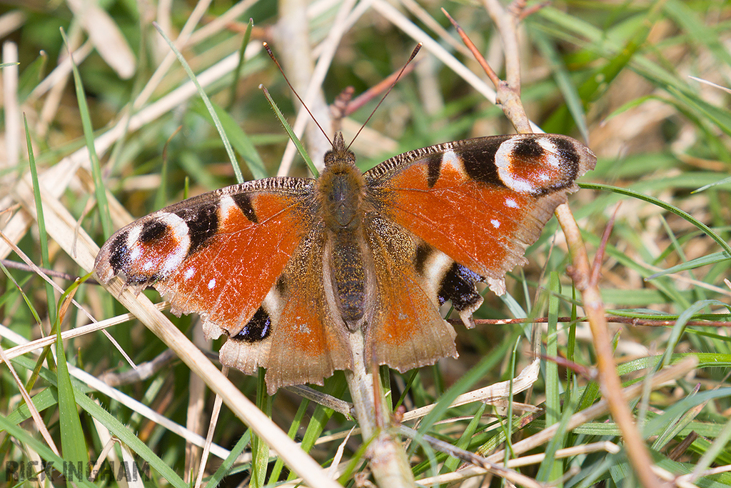 Peacock Butterfly