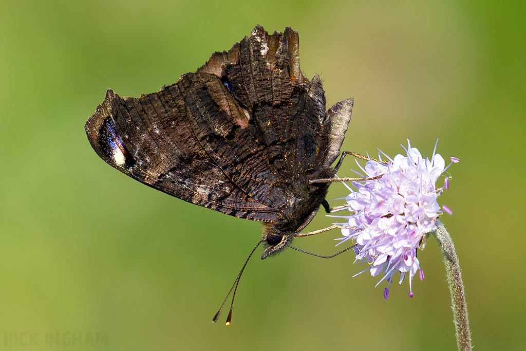 Peacock Butterfly