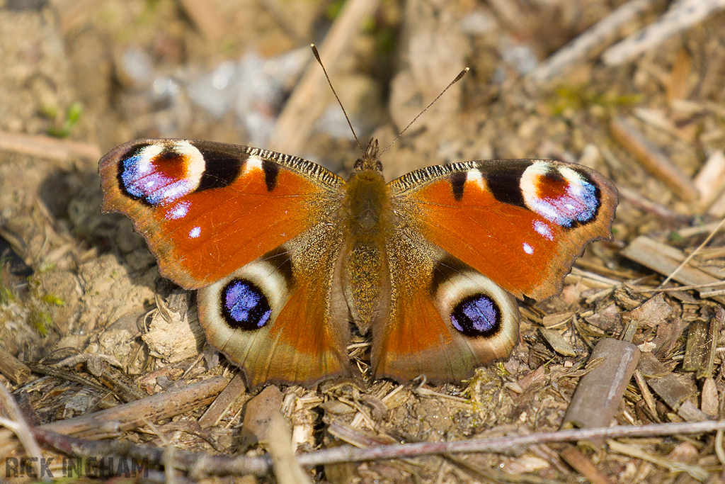 Peacock Butterfly