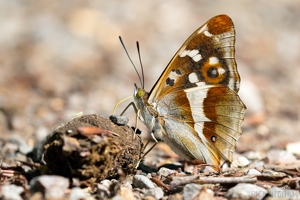Purple Emperor