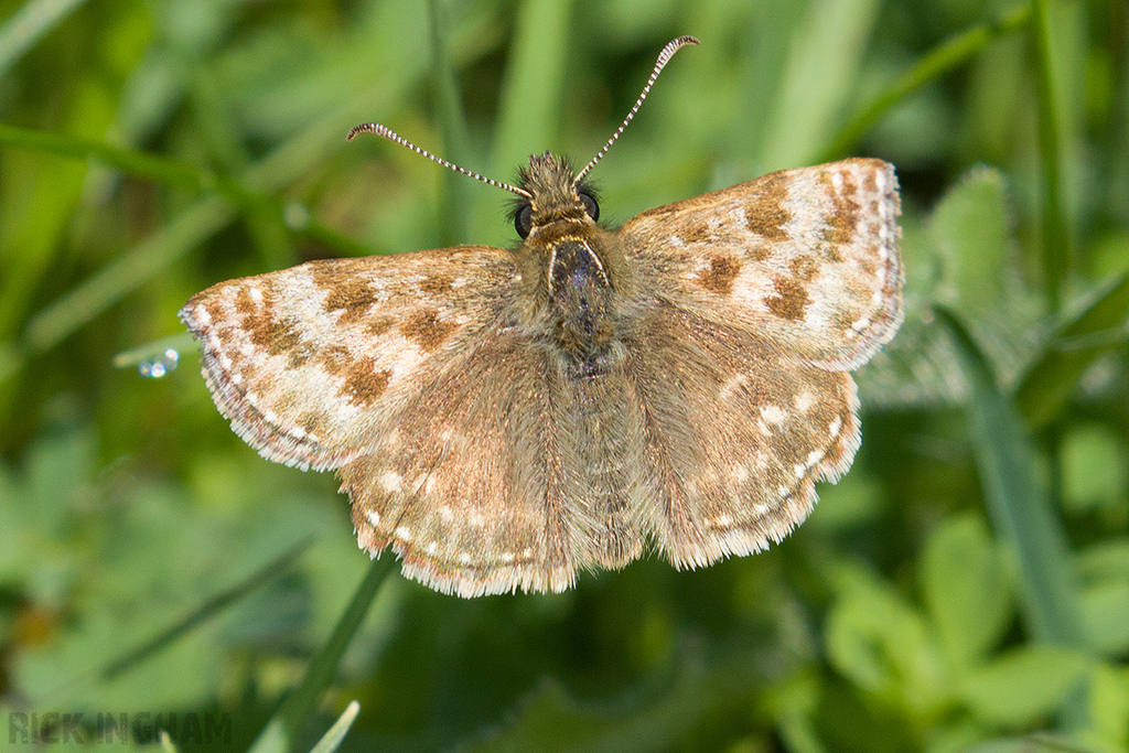 Dingy Skipper