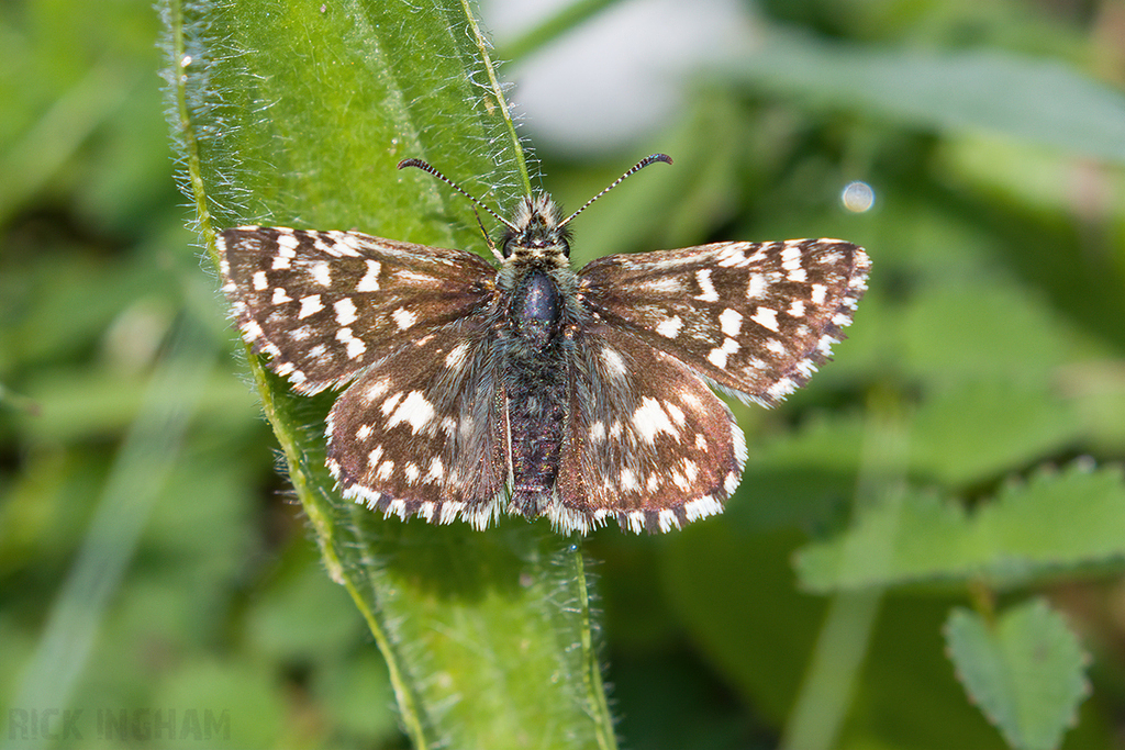 Grizzled Skipper