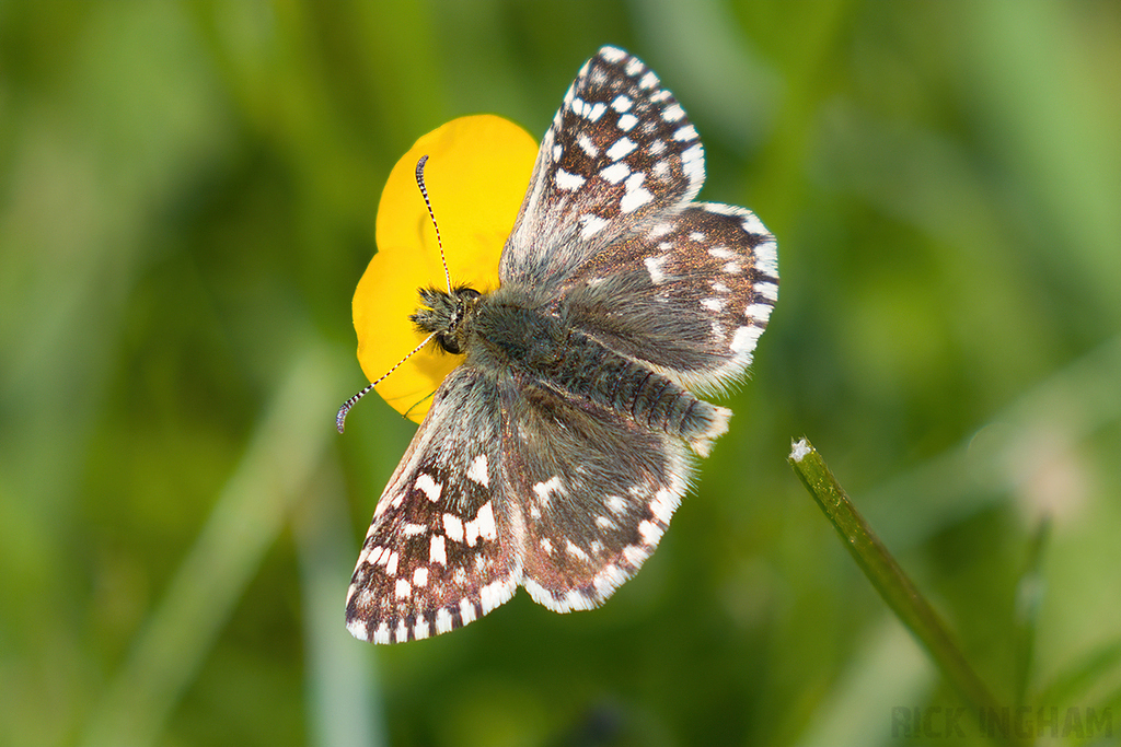 Grizzled Skipper
