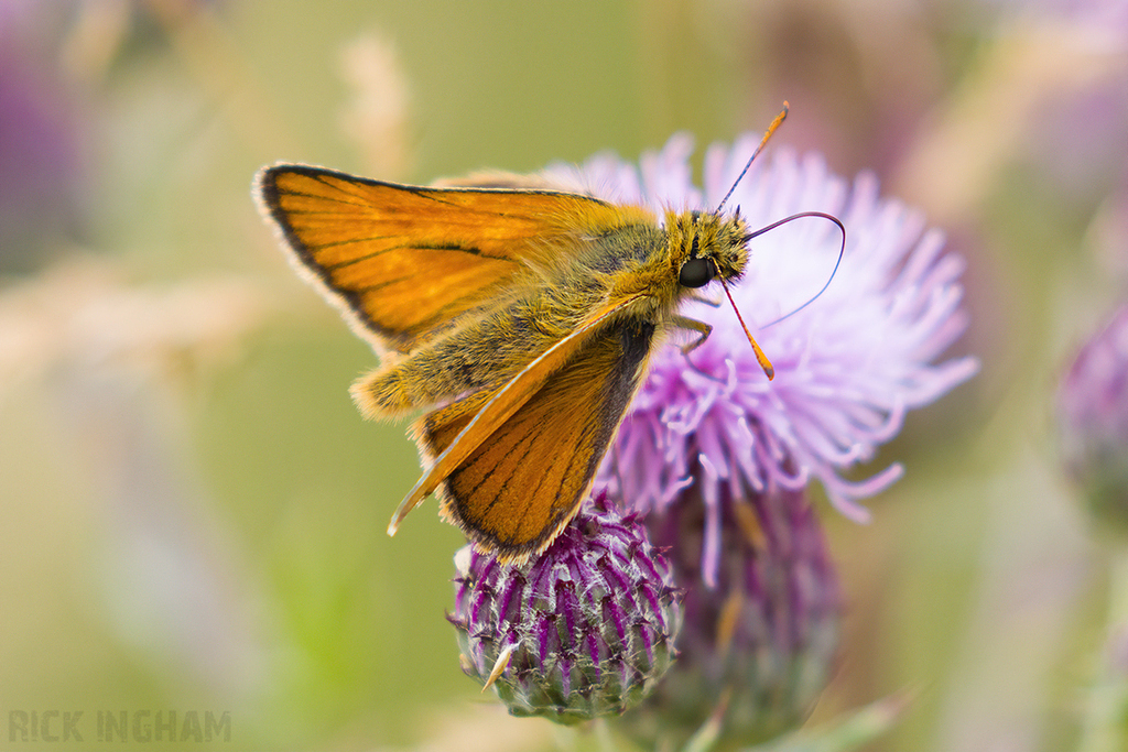 Small Skipper Butterfly