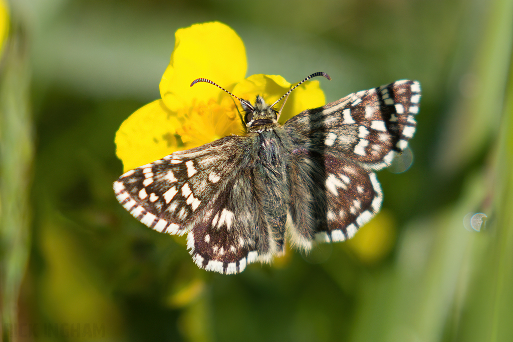 Grizzled Skipper