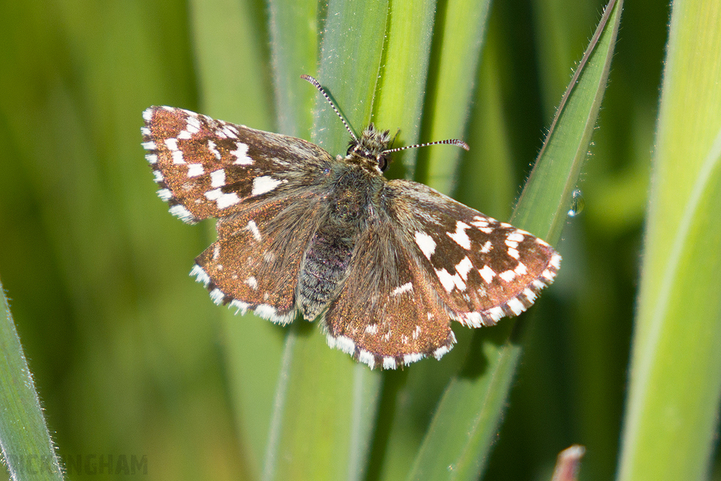 Grizzled Skipper