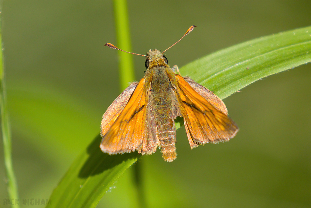 Large Skipper