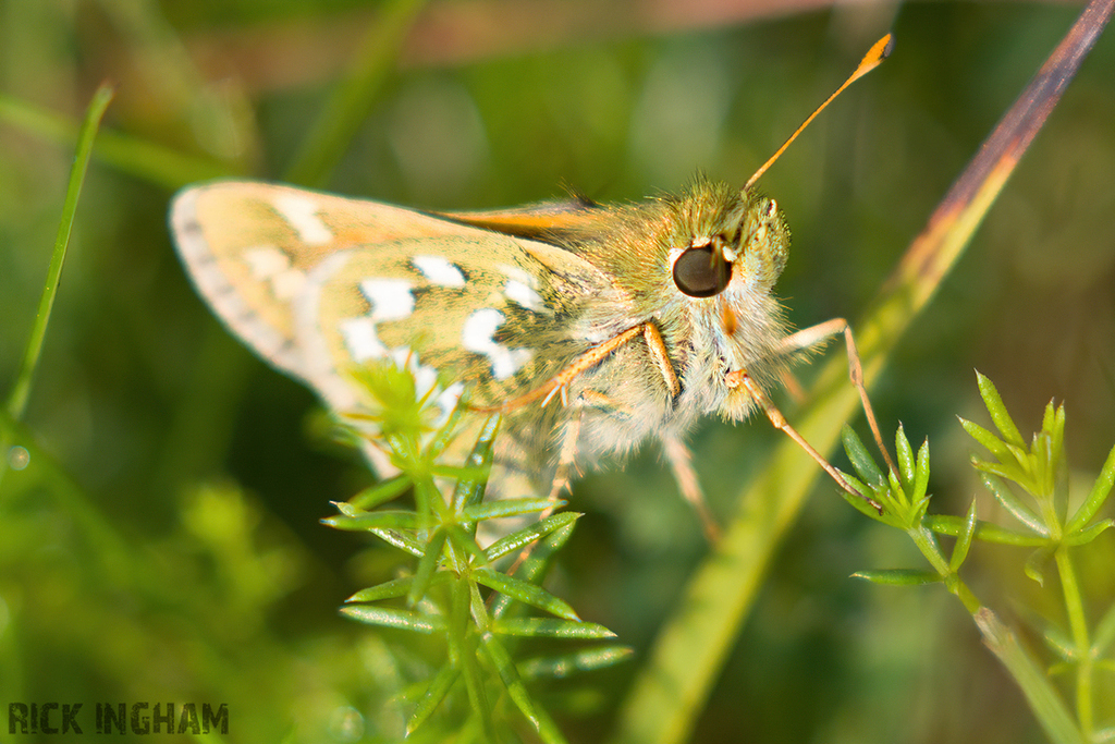 Silver-spotted Skipper