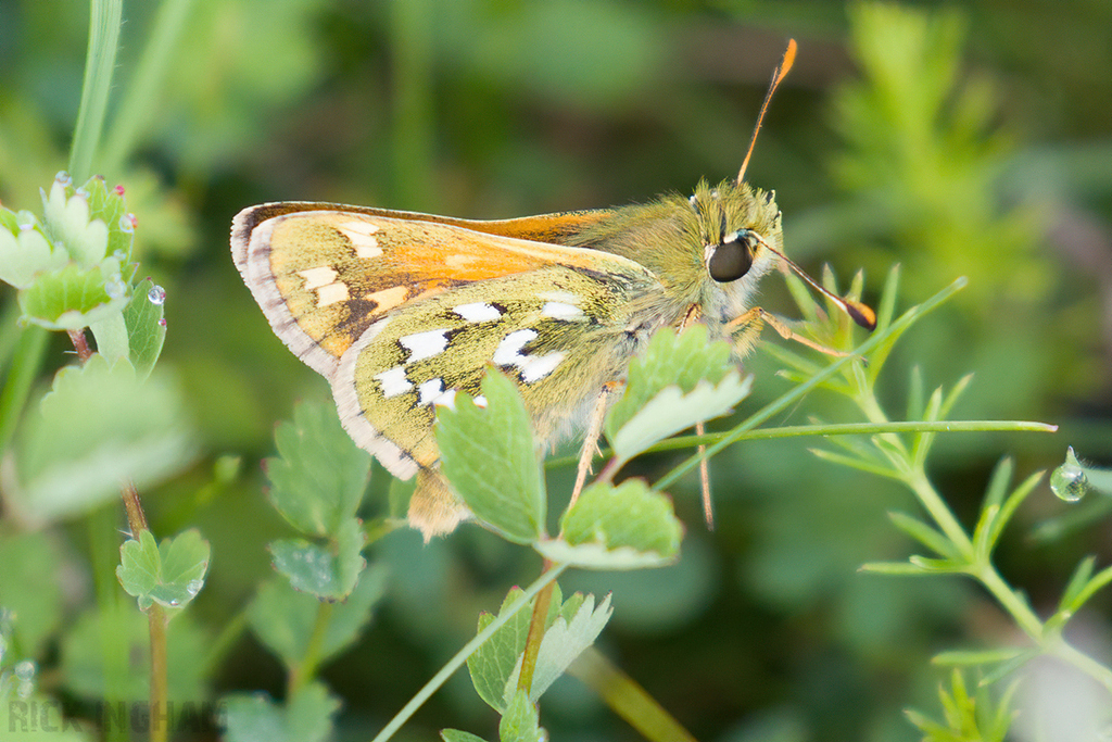 Silver-spotted Skipper