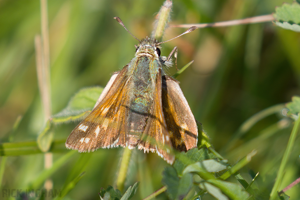 Silver-spotted Skipper