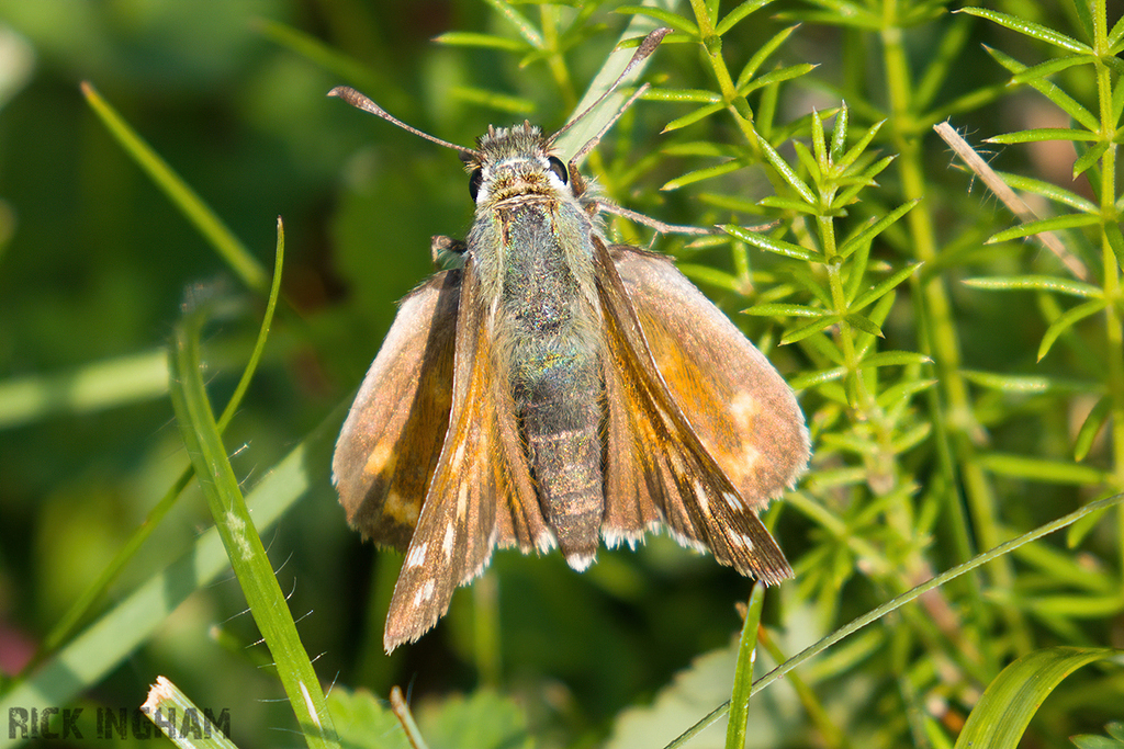 Silver-spotted Skipper