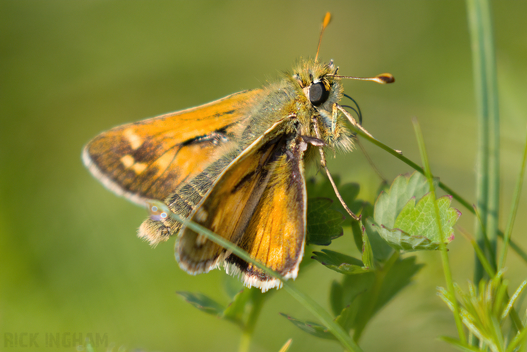 Silver-spotted Skipper