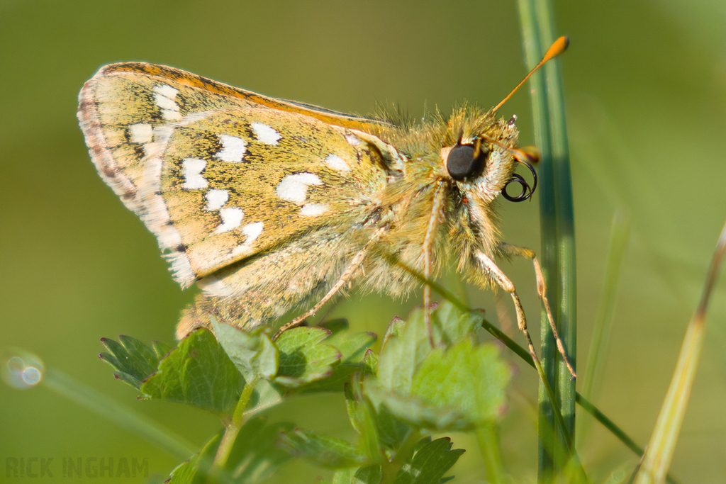 Silver-spotted Skipper