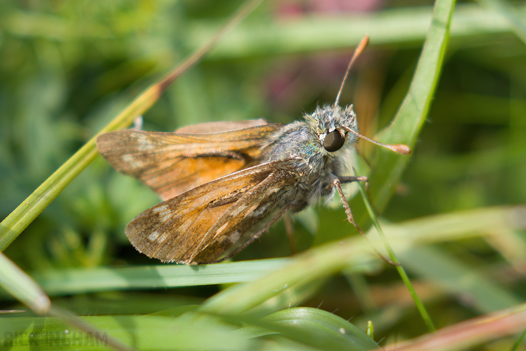 Silver-spotted Skipper