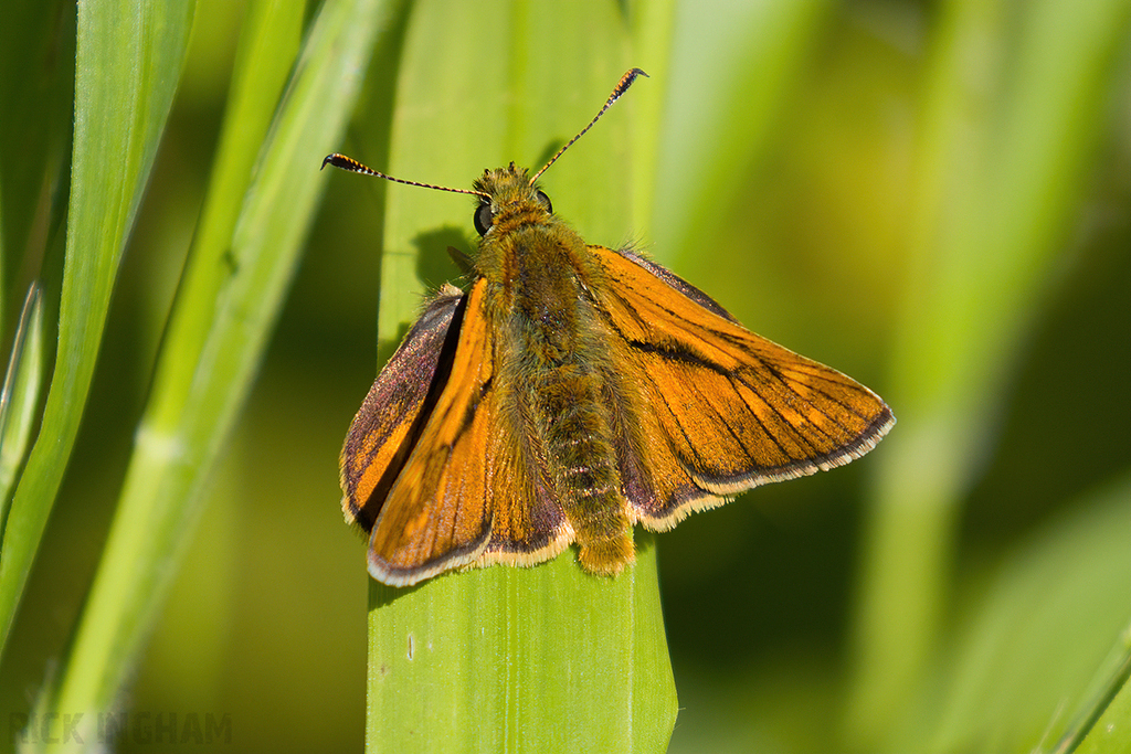 Large Skipper