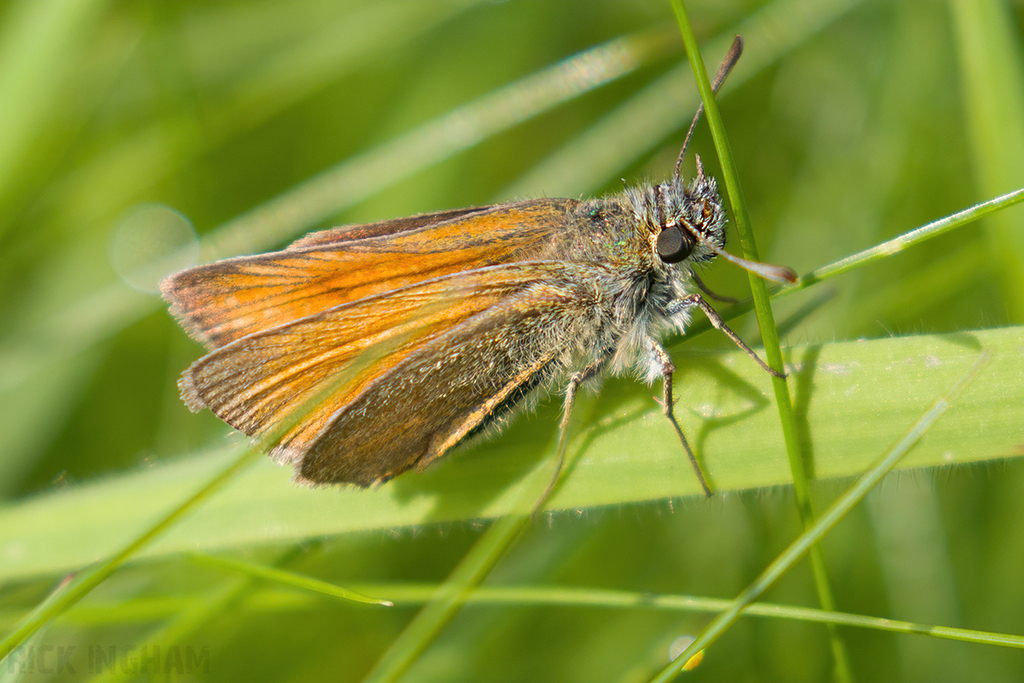 Essex Skipper | Female