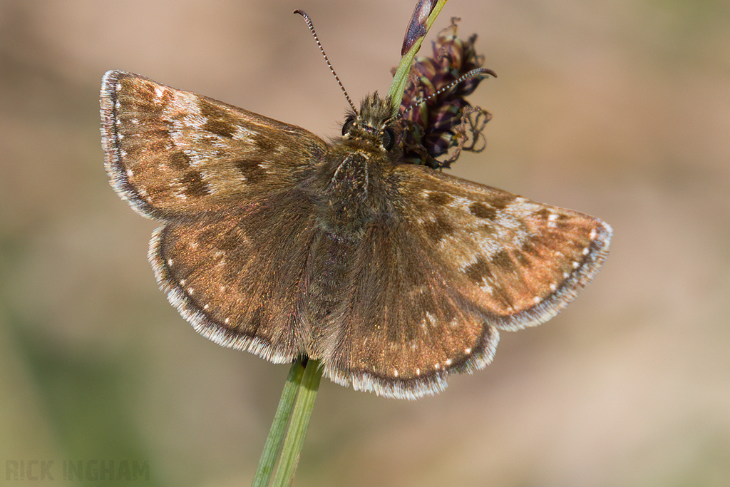 Dingy Skipper