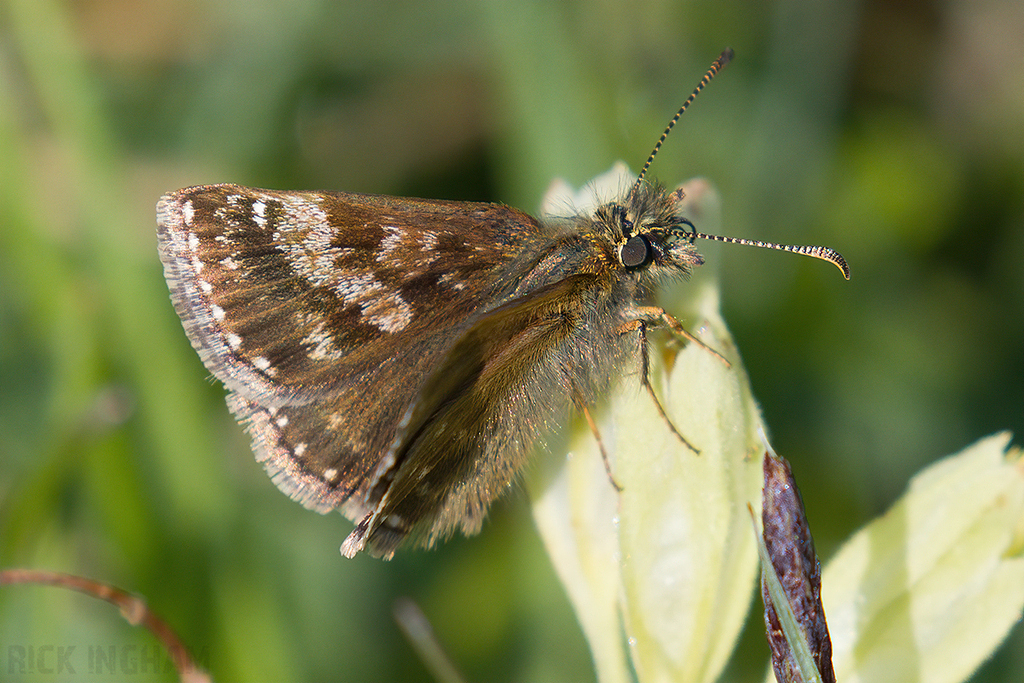 Dingy Skipper
