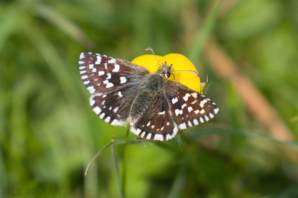 Grizzled Skipper