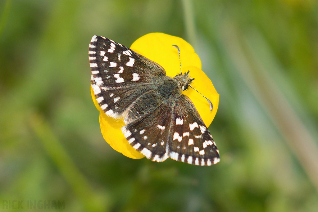 Grizzled Skipper