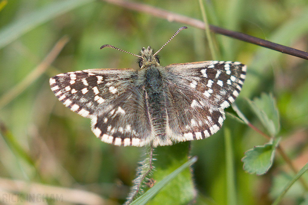 Grizzled Skipper