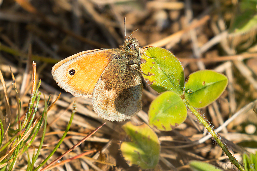Small Heath Butterfly