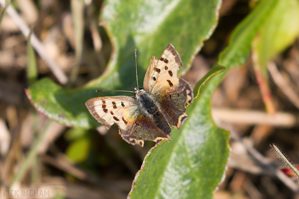 Small Copper Butterfly ab. Schmidtii